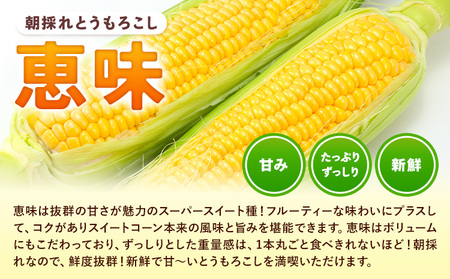 とうもろこし恵味約4kg朝採れ《6月下旬-7月下旬頃出荷》トウモロコシ野菜