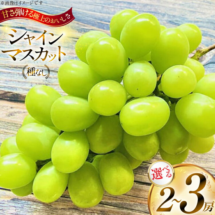 【ふるさと納税】 【期間限定発送】 先行予約 シャインマスカット 選べる 内容量 2房 or 3房 [山形県 高畠町 Hinataぶどう園] フルーツ 果物 くだもの ぶどう ブドウ 葡萄 種なし 1.2キロ 1.8キロ 甘い