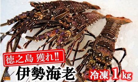 新鮮なまますぐ冷凍!!徳之島産冷凍伊勢海老1kg（2尾～4尾） （ 伊勢えび イセエビ 伊勢えび 伊勢エビ えび エビ 海老 鍋 海産物）