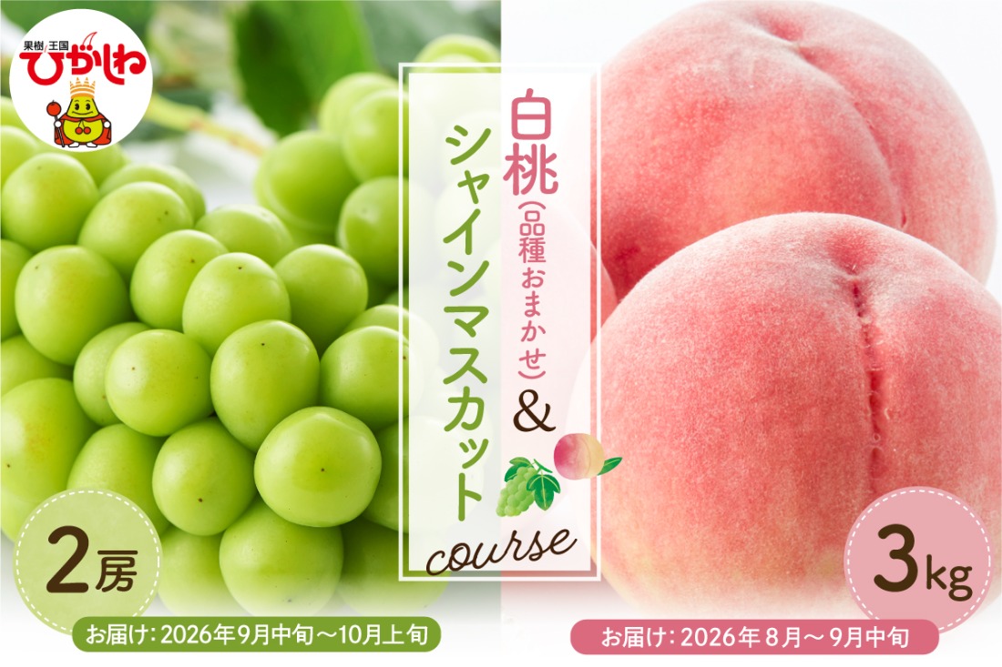 【2026年先行予約 2回 定期便】東根市 果物定期便 もも シャインマスカット（白桃品種お任せ3kg、シャインマスカット2房）山形県 東根市 hi003-159