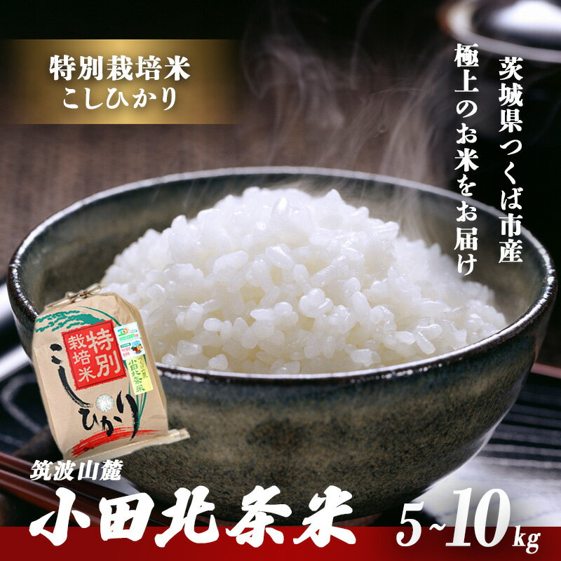 【ふるさと納税】令和7年産 特別栽培米コシヒカリ小田北条米 | 米 お米 ライス 白米 精米 こしひかり コシヒカリ 5キロ 5kg 10kg 茨城県 つくば市