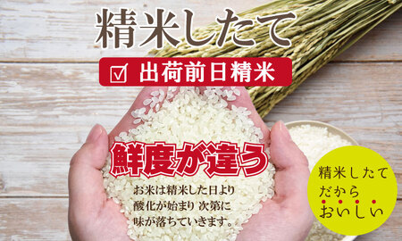 【先行予約】令和7年度産 特別栽培米 無洗米 さがびより （ 10kg ）2024お米番付「優秀賞」！佐賀県認定 しもむら農園  D340-004