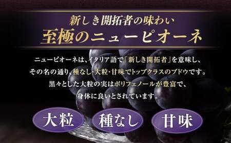 【定期便2回】 ［種なし］ 岡山県産 ニューピオーネ ・ クイーンニーナ 1kg箱（2房入り） 【2025年8月下旬発送開始】 ／ ぶどう ブドウ 葡萄 大粒 種なし 種無し フルーツ 果物 くだもの