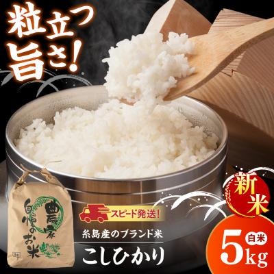 ふるさと納税 糸島市 【令和8年産】 こしひかり 白米 5kg 糸島市産 [AGR021]