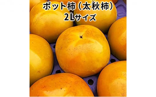 こだわり栽培ポット柿（太秋柿） 2Lサイズ12個入り ※離島への配送不可 ※2025年10月中旬～11月上旬頃に順次発送予定