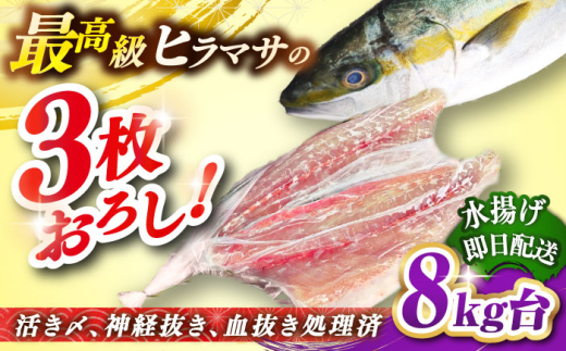 壱岐島産天然ヒラマサ（8キロ台・三枚おろし） 《壱岐市》【壱岐島　玄海屋】[JBS081] ヒラマサ 魚 刺身 煮物 カルパッチョ お寿司  120000 120000円 12万円