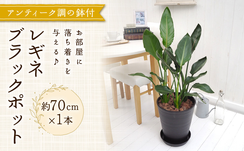 
            観葉植物 インテリア レギネブラックポット 約70cm×1 京都 室内 おしゃれ オフィス リビング 人気 おすすめ 玄関
          