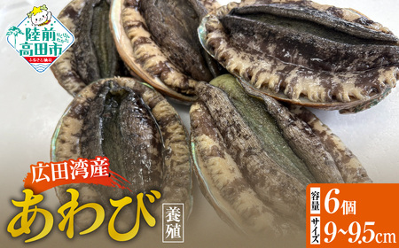 肉厚！ 広田湾産 養殖あわび 6個セット (殻長 9cm～9.5cm) アワビ