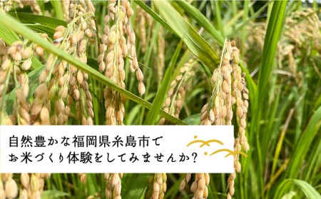 お米づくり 体験チケット　糸島市 / 天然パン工房楽楽【いとしまごころ】[AVC065] 体験型 農業 食育