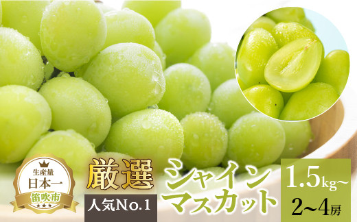 
            ＜25年発送先行予約＞厳選!!池田青果のシャインマスカット1.5~1.6 kg 2 房~4 房 173-007
          
