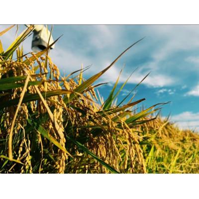 ふるさと納税 鶴岡市 庄内おばこ農場の特別栽培米つや姫玄米 10kg[K-7102] |  | 02