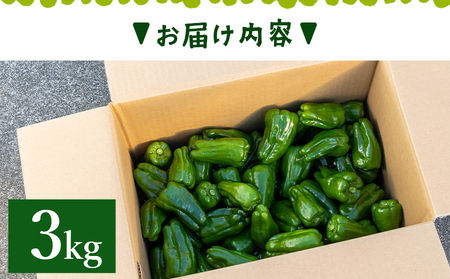 高知県香南市産採れたてピーマン3kg 野菜 やさい 新鮮 国産 肉厚 炒め物 肉詰め 料理 高知県 香南市 冷蔵 im-0004