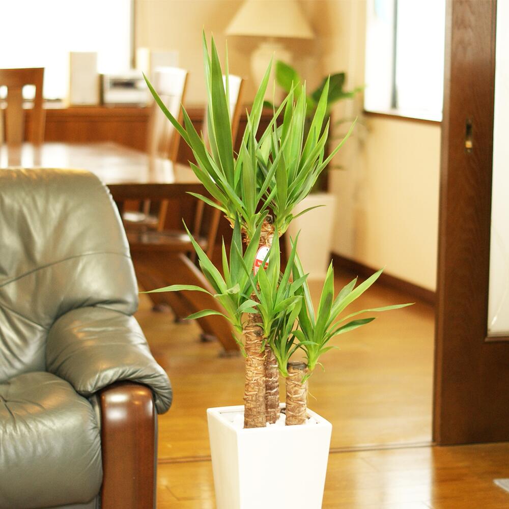 【ふるさと納税】 ユッカ 7号高陶器 白 全体の高さ約95〜105cm 鉢 観葉植物 植物 インテリア おしゃれ ギフト 贈り物 プレゼント 開店祝い 新築祝い 誕生日プレゼント 引越し祝い 熊本県 送料無料 【2025年1月上旬～5月上旬発送予定】