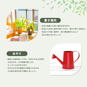 【観葉植物】オリーブの木 90cm～110cm Green Base IB003-042 観葉植物