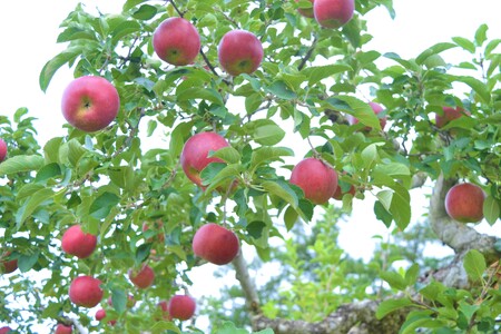 【先行予約】 松陽園 樹上完熟 りんご 紅いわて 3kg 【2026年9月中旬ごろから発送予定】 農家直送