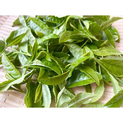 ふるさと納税 七宗町 白川茶ペットボトル500ml 24本入り |  | 01