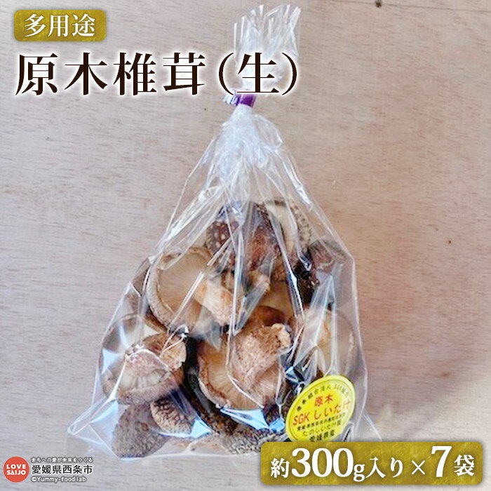 【ふるさと納税】＜多用途 原木椎茸（生）300g入り×7袋＞ ※2025年11月上旬～2026年1月末迄に順次出荷 しいたけ シイタケ どんこ キノコ きのこ 国産 野菜 料理 佃煮 鍋 天ぷら 煮付け おつまみ セット 小分け 詰め合せ SGK組合 たのしいたけ園 愛媛県 西条市 【冷蔵】