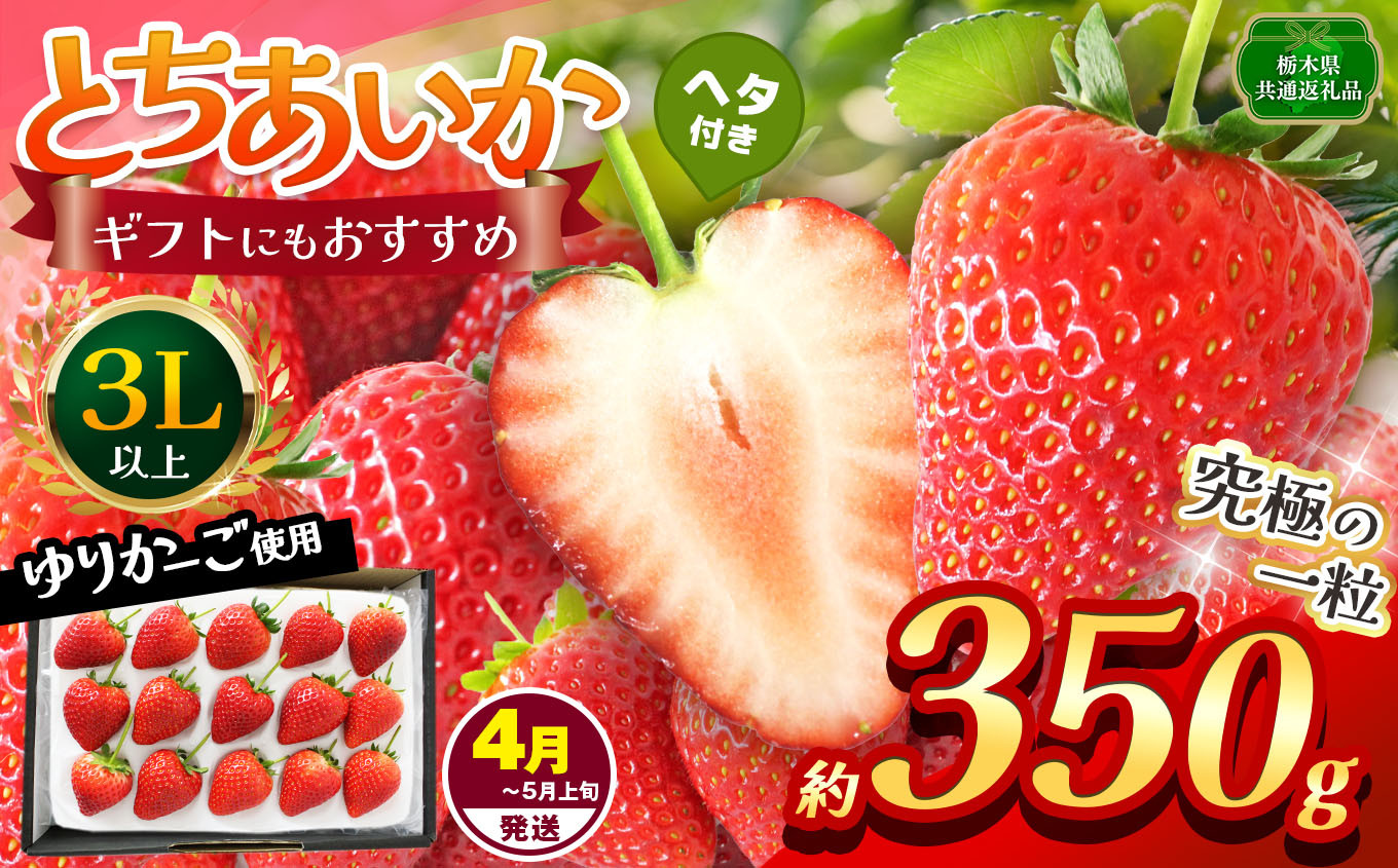 
                  【先行予約】【栃木県共通返礼品】【4~5月発送分】訳あり とちあいか 3L以上ホール詰め 350g | いちご とちあいか 香貴 朝採れ 大粒 新鮮 甘い  数量 限定 美味しい 果物 共通返礼品 フルーツ デザート 栃木県 那珂川町 送料無料
                