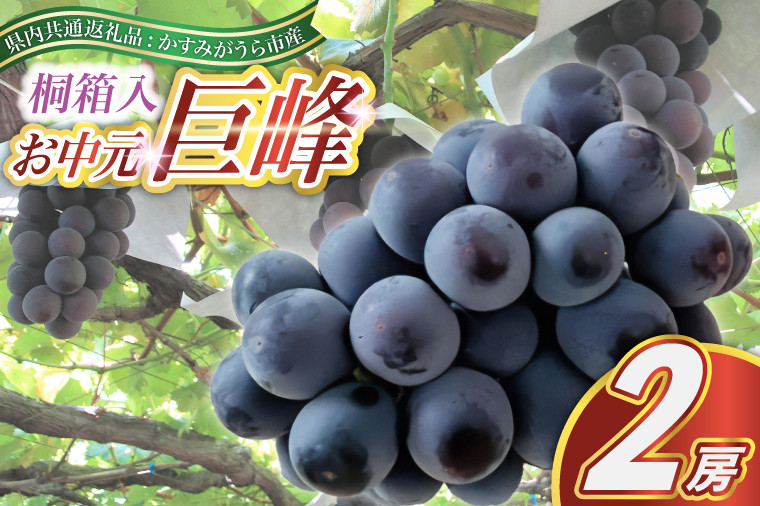 
            ＜2025年8月より順次発送予定＞お中元　巨峰桐箱入り2房 (県内共通返礼品:かすみがうら市産) (BR108)
          