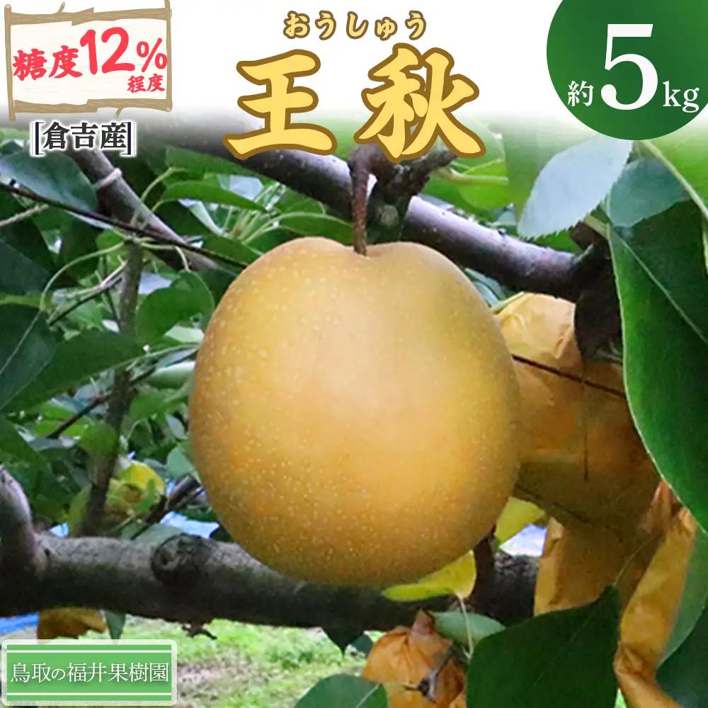 【期間限定】令和8年産 王秋 5kg（5～14玉） 倉吉産 福井果樹園 梨 王秋 ブランド梨 果物 フルーツ 和梨 先行予約 数量限定 詰め合わせ