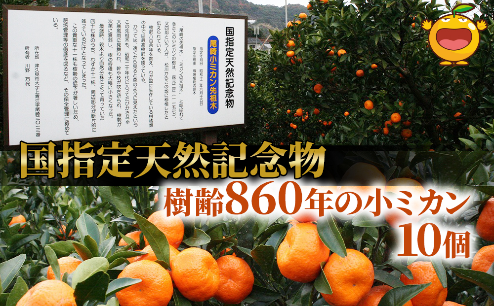 国指定天然記念物 尾崎小ミカン先祖木の小ミカン10個 みかん オレンジ 蜜柑 大分県産 九州産 津久見市 国産【tsu002401】