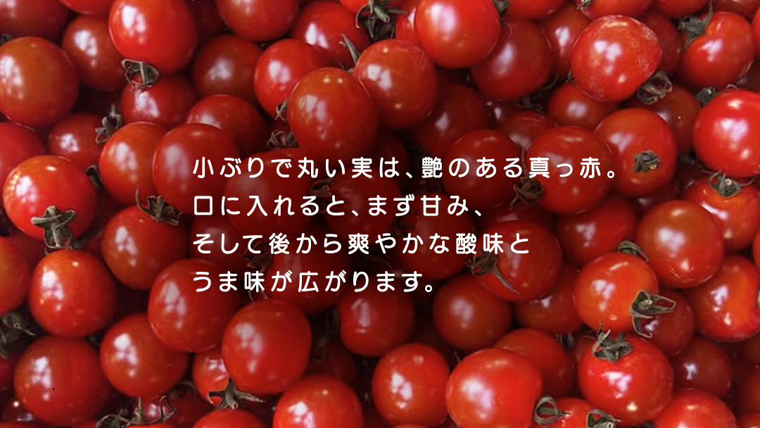 ミニトマト ネネ 1kg とまと トマト ミニ 野菜 フルーツ 1kg 新鮮 夏野菜 産地直送 岩手県 (FF002)