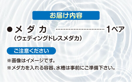 改良メダカ ウェディングドレス 1ペア メダカ 水槽 観賞魚 愛西市 / 株式会社プロスパージャパン[AEAK009]