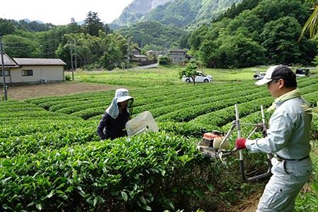 「横瀬の和紅茶」と「森のはちみつのマドレーヌ」セット やぶきた 紅茶 マドレーヌ 洋菓子 ｜紅茶 和紅茶