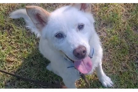 日本捜索救助犬協会の活動を応援！3万円 【被災地支援 感謝状 埼玉県 救助犬育成 犬猫保護 社会貢献活動】