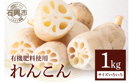 れんこん 1kg (サイズいろいろ) 蓮根 レンコン 国産 野菜 旬 根菜 料理 産地直送 産直 送料無料 いばらきみどり認定取得 (A23-002)