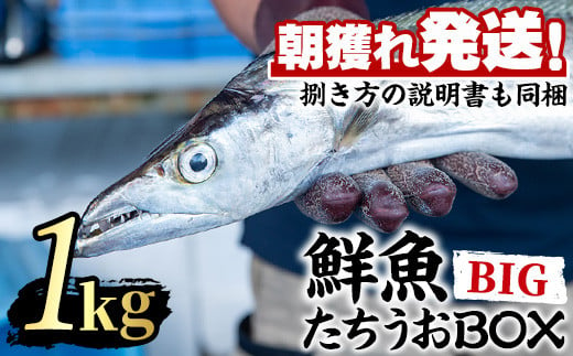 
【0223204a】鮮度が命！鮮魚問屋が厳選した『鮮魚たちうおビッグサイズBOX』(1尾・1kg以上)魚 魚介類 鮮魚 海鮮 太刀魚 ムニエル 塩焼き【江川商店】
