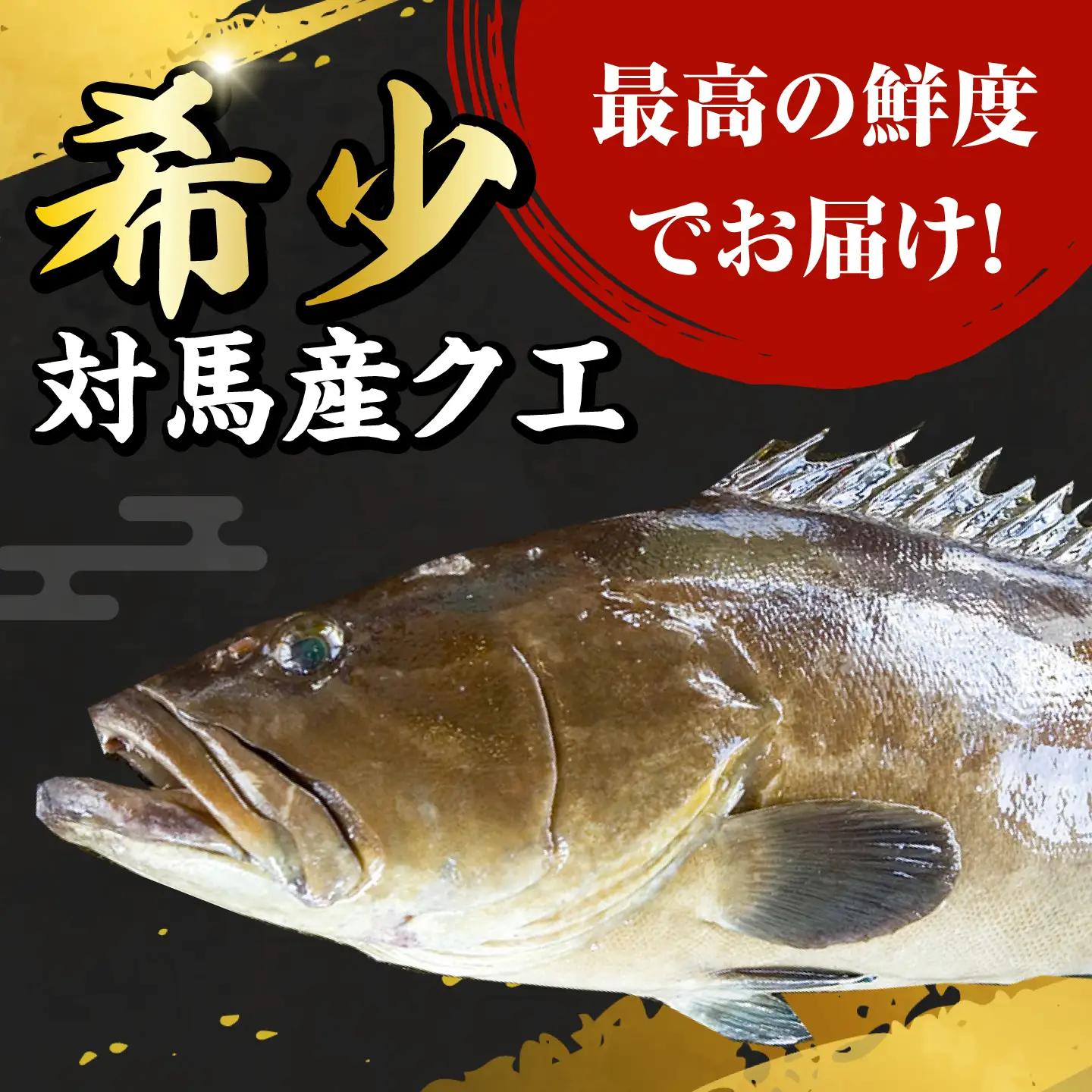 【2026年10月より順次発送】対馬産 幻の高級魚 クエ 1.2kg 海鮮 魚介 鍋 高級 [WAA014]