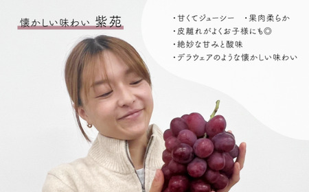 【きよとうファーム】お試し便　紫苑1房/500g~　 (岡山県産)【KF-B034-02】