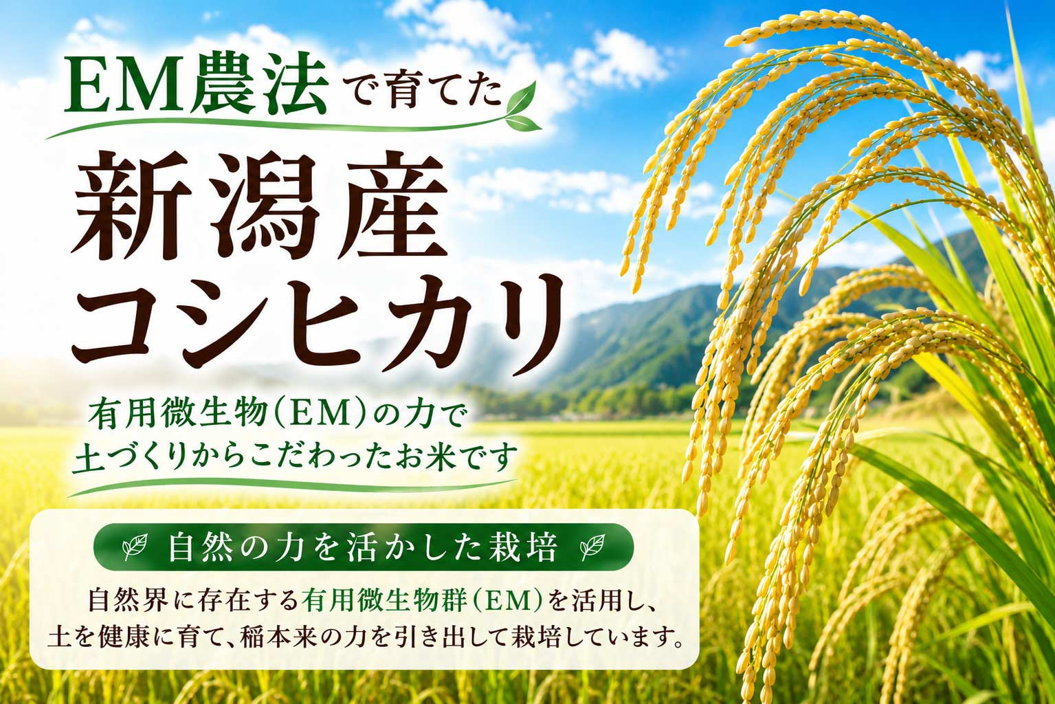 有機栽培米 新潟産コシヒカリ 10kg 有機JAS認証 令和7年産 精米 白米