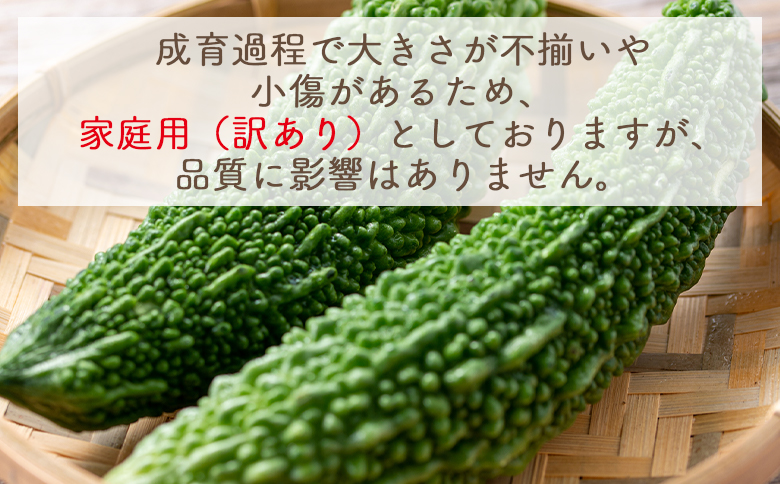 【2025年10月以降発送】ゴーヤ 1kg 家庭用 - 国産 野菜 青果 ごうや 苦瓜 天ぷら 炒め物 ご家庭用 不揃い 傷 やすらぎ市 高知県 香南市 常温 yr-0073