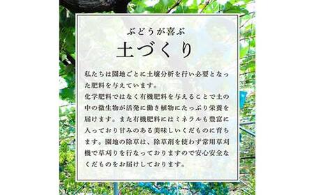 【先行受付（令和7年度発送）】もぎたてシャインマスカット1房 600g程度 ギフト箱入り FSY-2029