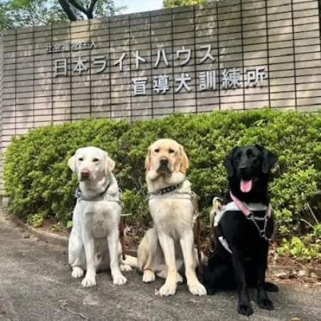 【返礼品なし】盲導犬育成へのご寄付　　　～皆様の支援が社会をつなぐ～　1万円