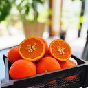 【ふるさと納税】有田育ちの セミノールオレンジ (ご家庭用) 約5kg【先行予約・2025年4月～発送】【MS56】 | フルーツ 果物 くだもの 食品 人気 おすすめ 送料無料 農家直送