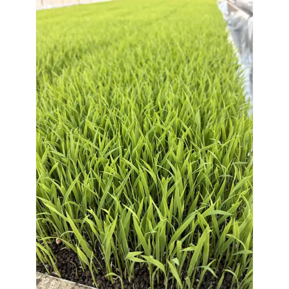 定期便　【令和7年】南魚沼産コシヒカリ　八色　精米5kg×6回｜コシヒカリ