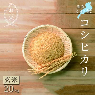 ふるさと納税 長浜市 令和6年産 滋賀県湖北産 湖北のコシヒカリ　玄米　20kg 【食味最高ランク特A 3年連続受賞】