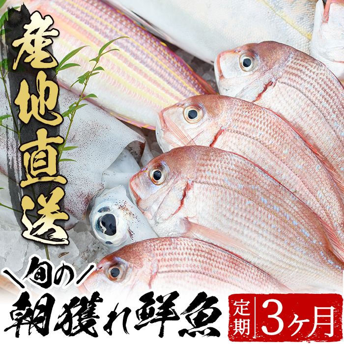 旬の朝獲れ鮮魚コース 3ヵ月定期便！その日獲れたての鮮魚や活魚！漁協だからできる産地直送の定期便【えびす市場】【C-209H】