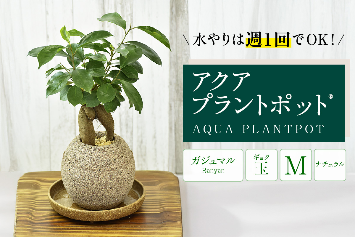 【母の日】アクアプラントポット®　玉Ｍ 植木鉢　ガジュマル（2091）