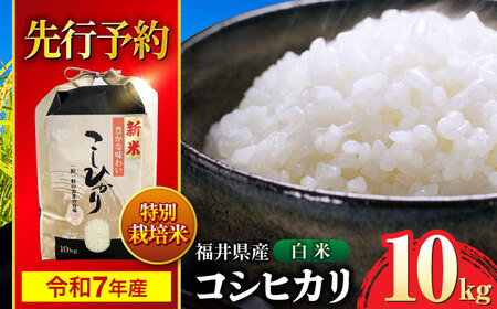 【新米】【令和7年産】 福井県産 特別栽培米4 コシヒカリ 白米 10kg / 米 お米 精米 国産米 / 小浜市 / 北川博司 [BFDG002]