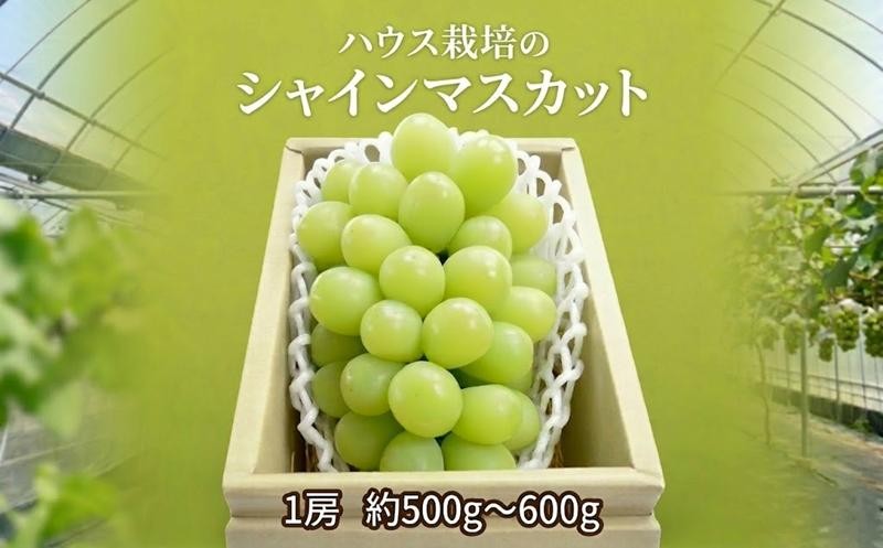
                  シャインマスカット 1房  ( 約500g～600g ) 令和8年産 先行予約 化学肥料不使用 ぶどう ブドウ 葡萄 フルーツ ハウス 栽培 関東 茨城 筑西
                