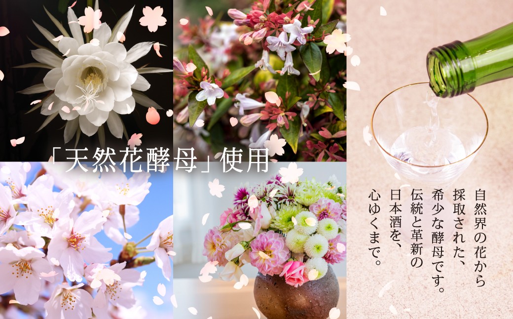 【ふるさと納税】飲み比べ ２本セット 一番人気「元文蔵出し」＆「さくら 本醸造」日本酒 酒蔵 地酒 布屋原酒造場