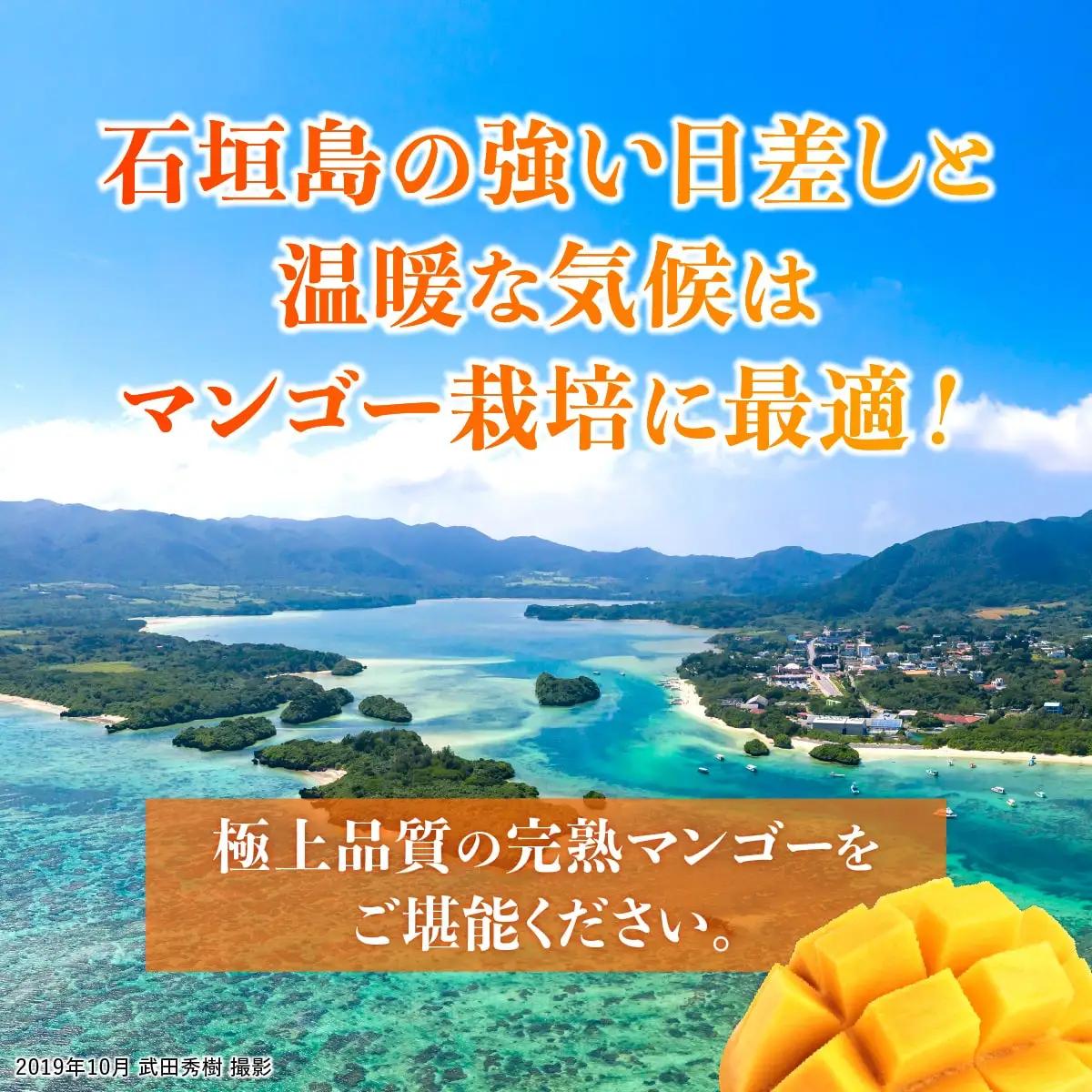 石垣島産マンゴー (アーウィン種) 2～3玉 約1kg