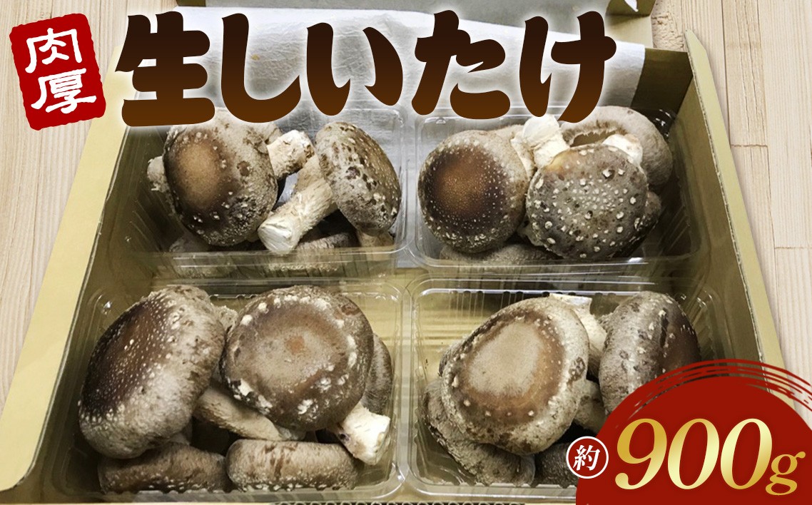 
            行田産こだわり生椎茸　約900g ／ きのこ しいたけ シイタケ 埼玉県 No.135
          