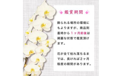 【定期便3ヶ月】胡蝶蘭 7本立て 白  お祝い 須崎洋蘭園 SY8000