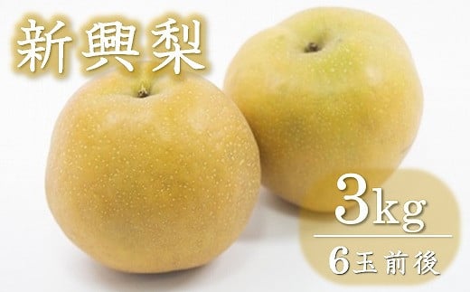 西江豊水園の新興梨 約3kg ( 6個前後 ) | フルーツ 果物 くだもの 果実 数量限定 旬 完熟梨 梨 なし ナシ 新興 新興梨 和梨 3kg 3キロ 新鮮 産地直送 大分県産 九州産 国産 大分県 中津市