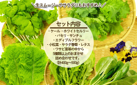 【ミライファーム】高ビタミン 水耕栽培 野菜詰合せ おまかせ5品種【障がい者支援】 FZ23-641